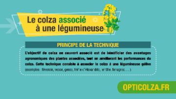 la culture du colza en couvert associé